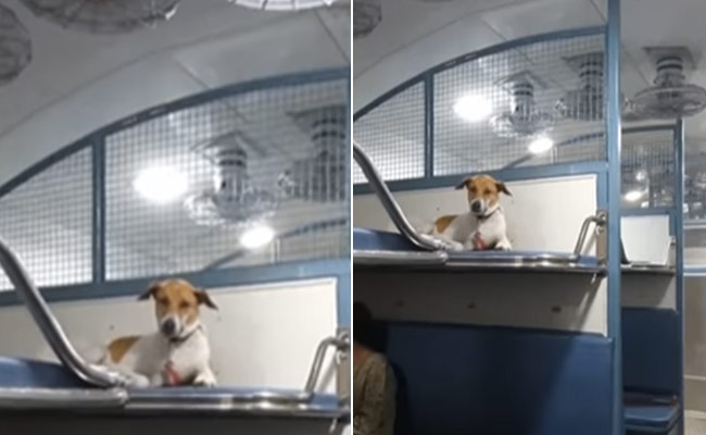 ट्रेन की रिजर्व सीट पर कुछ इस तरह कुत्ते ने जमाया कब्जा, एटीट्यूड देख नेटिजंस बोले- 'स्वैग हो तो ऐसा'