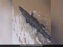 Video: Crocodile Enters Madhya Pradesh Colony Amid Heavy Rain Video: Crocodile Enters Madhya Pradesh Colony Amid Heavy Rain
