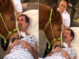 मरीज को हौसला देते हुए उसके सीने पर सिर टिकाकर खड़ा हो गया घोड़ा, VIDEO कर रहा है इमोश्नल मरीज को हौसला देते हुए उसके सीने पर सिर टिकाकर खड़ा हो गया घोड़ा, VIDEO कर रहा है इमोश्नल
