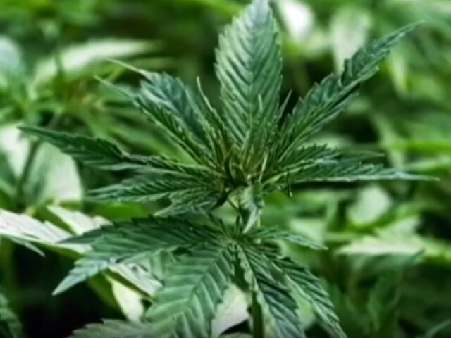 Video: भांग के पत्तों का इस चीज के लिए हो रहा है इस्‍तेमाल