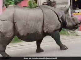 घर के बाहर दौड़ता दिखा गैंडा, रोंगटे खड़े कर देने वाला नज़ारा देख लोग बोले- ये तो जुमानजी का सीन है! घर के बाहर दौड़ता दिखा गैंडा, रोंगटे खड़े कर देने वाला नज़ारा देख लोग बोले- ये तो जुमानजी का सीन है!