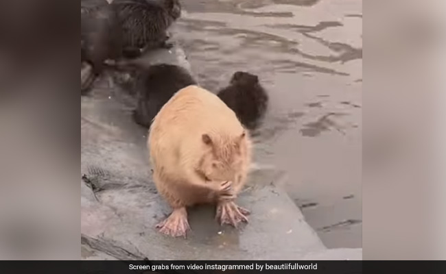 Viral Video: Hamster Takes Bath Like A Human, Internet Amazed