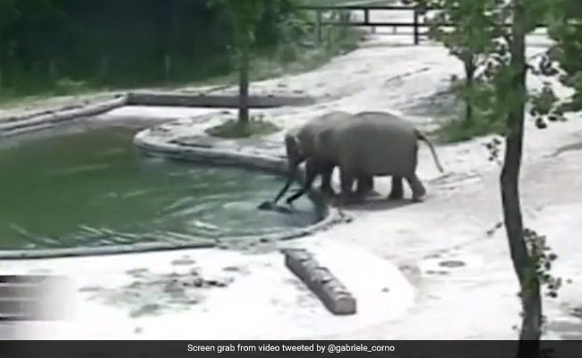 Viral Video: Elephants Save Calf That Fell Into Pool Of Water