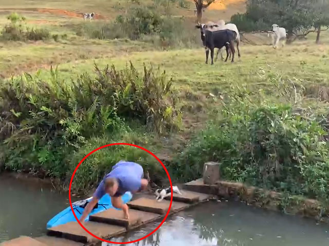 Viral: Man Slips And Falls Into Pond While Escaping Charging Cattle