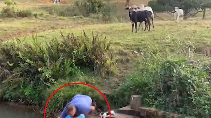 Viral: Man Slips And Falls Into Pond While Escaping Charging Cattle