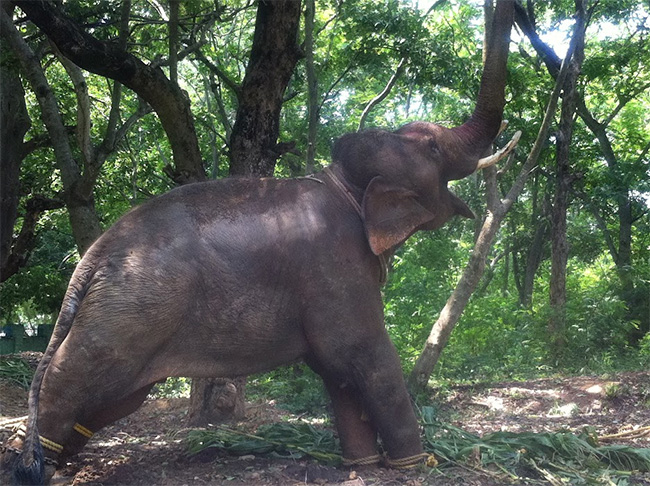 Sunder, The Elephant Who Saw Worst And Best Of Humanity, Is Now Gone