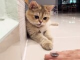 Video : British Shorthair Cat Copies Owner's Coin Trick