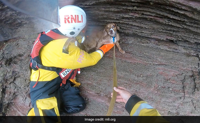 Rescuers Save Dog That Fell 100 Feet From Top Of Cliff In England