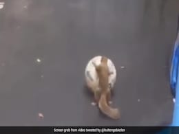 Watch: Squirrel Plays With Ball On Trampoline, Internet Says "Fun Is Fun" Watch: Squirrel Plays With Ball On Trampoline, Internet Says "Fun Is Fun"