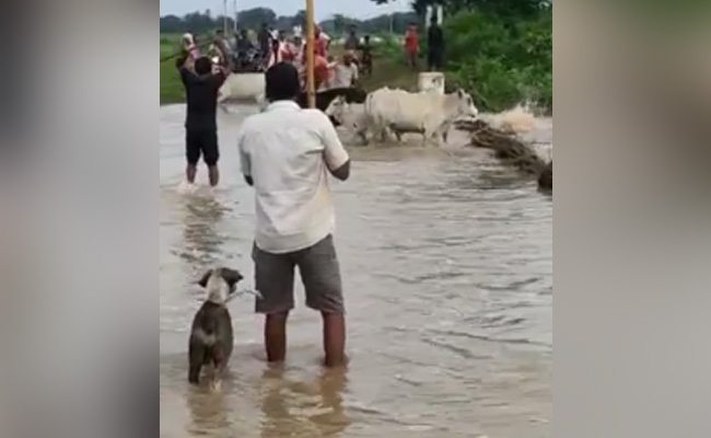 MP: सतना में गायों को पीट-पीटकर उफनती नदी में धकेला, पुलिस ने दर्ज किया केस