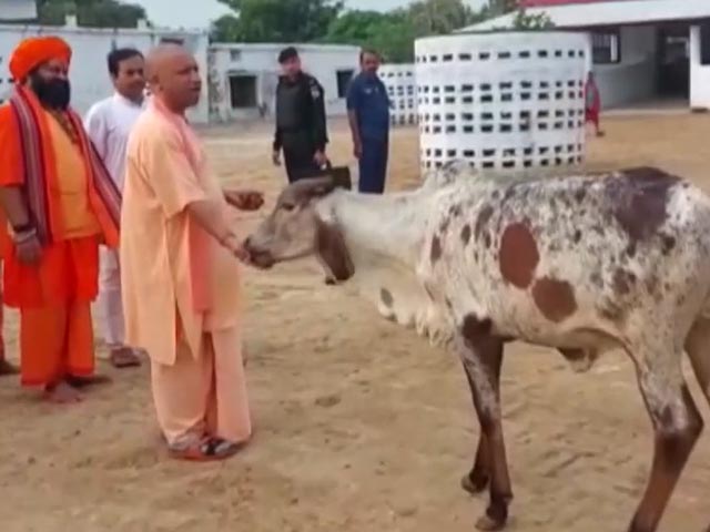 जन्माष्टमी पर योगी आदित्यनाथ ने गोरखनाथ मंदिर में गायों को खिलाया चारा