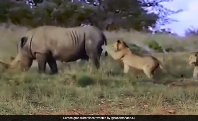 Can a Rhino Kill a Lion