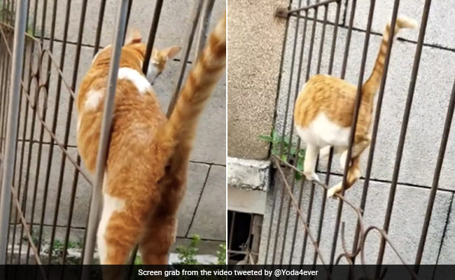 बिल्ली ने लोहे की जाली को ऐसे किया पार, देखकर लोग बोले- ये बिल्ली नहीं, सांप है !