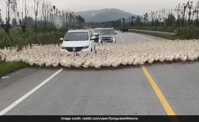 Viral Video: Hundreds Of Ducks Surround Car, Stop Traffic