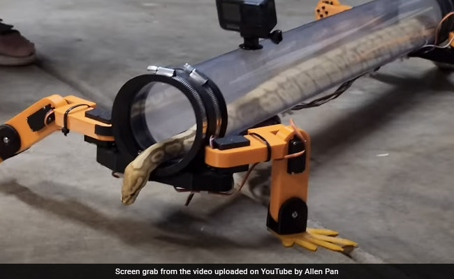 Watch: YouTuber Gives Snakes "Robotic Legs" To Walk, Internet Surprised