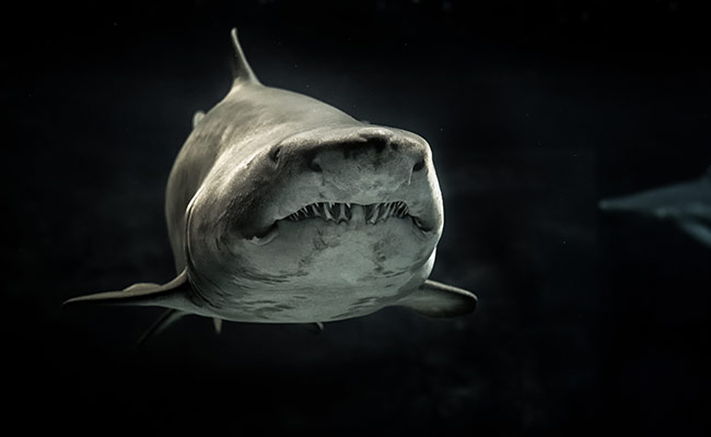 China Vlogger Who Roasted, Ate Great White Shark On Camera Under Probe
