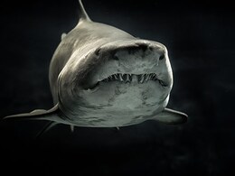 Food Vlogger Cooks, Eats 'Great White Shark' In Video; Being Probed Food Vlogger Cooks, Eats 'Great White Shark' In Video; Being Probed