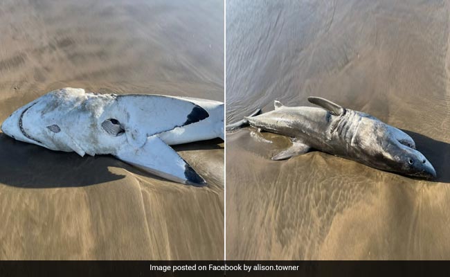 Great White Shark With Liver Ripped Off By Orca Killer Whale Washes Up On Beach