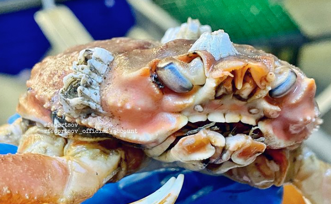 समुद्र में मिला इंसानों जैसा दिखने वाला केकड़ा! दांत दिखाकर कर रहा 'स्माइल'