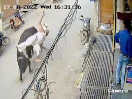Video: Elderly Man Tossed In Air By Bull Near Delhi Video: Elderly Man Tossed In Air By Bull Near Delhi