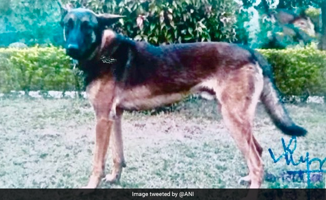 Army Dog 'Axel', Who Helped Kill Terrorist, Honoured