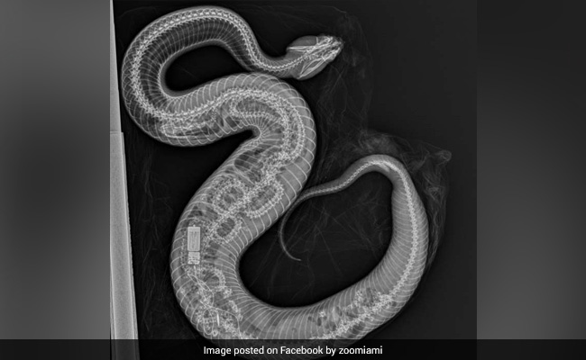 Cottonmouth Snake Eats Python In Florida, Chilling X-Ray Reveals Bones