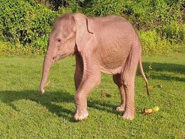 Rare White Elephant Born In Myanmar: Report Rare White Elephant Born In Myanmar: Report