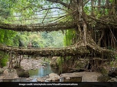 India Nominates Meghalaya's Living Root Bridges For UNESCO Heritage Site