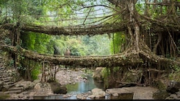 India Nominates Meghalaya's Living Root Bridges For UNESCO Heritage Site