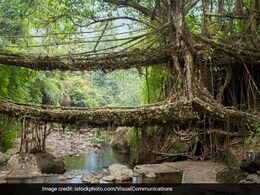India Nominates Meghalaya's Living Root Bridges For UNESCO Heritage Site