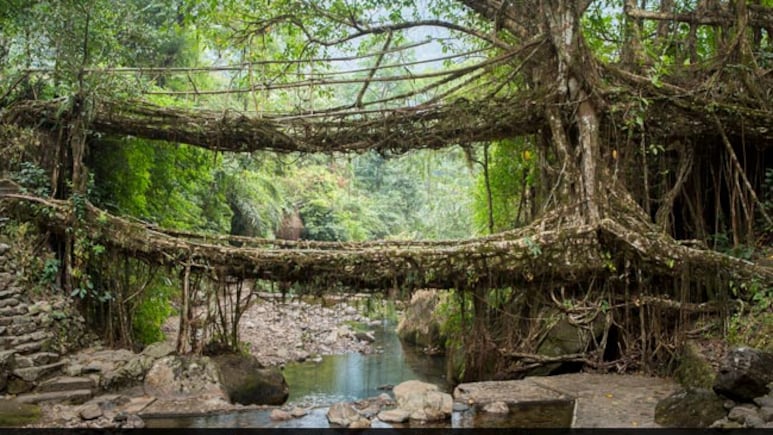 India Nominates Meghalaya's Living Root Bridges For UNESCO Heritage Site