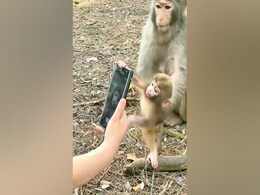 फोन को देखकर छीनने लगा 'नन्हा बंदर', अधिकारी ने कहा- आजकल के बच्चे फोन के लिए पागल हैं फोन को देखकर छीनने लगा 'नन्हा बंदर', अधिकारी ने कहा- आजकल के बच्चे फोन के लिए पागल हैं