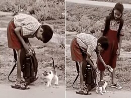 भूखी बिल्ली का पेट भरने के लिए बच्चों ने खिलाया अपने टिफिन का खाना, देखें VIDEO भूखी बिल्ली का पेट भरने के लिए बच्चों ने खिलाया अपने टिफिन का खाना, देखें VIDEO