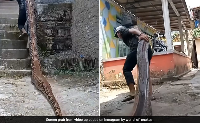 विशाल अजगर को कंधे पर उठाकर ले जा रहा था शख्स, फिर हुआ कुछ ऐसा,  Video देख उड़े लोगों के होश