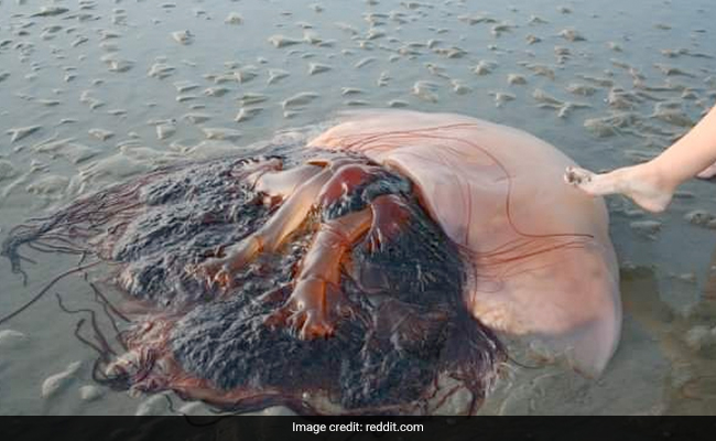 Photo Of A Massive Jellyfish Shocks Internet