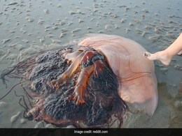 समुद्र किनारे दिखा विशाल आकार वाला अजीबोगरीब जीव, देखकर दंग रह गए लोग, बोले- पहली बार... समुद्र किनारे दिखा विशाल आकार वाला अजीबोगरीब जीव, देखकर दंग रह गए लोग, बोले- पहली बार...