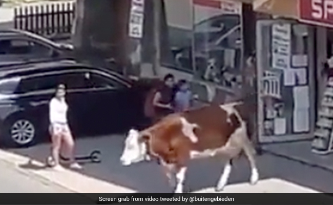 Watch: Cow Casually Leaves Supermarket In Austria, Internet Surprised