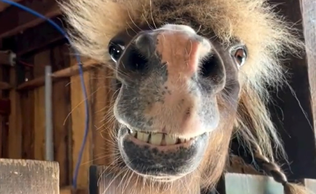 इस ऊंट की तुलना महान वैज्ञानिक आइंस्टीन से क्यों की जा रही है? देखें वायरल वीडियो