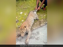 तेंदुए की पूंछ और पैर पकड़कर खींच रहा था शख्स, लोग बनाते रहे Video, IFS ने कहा- यहां जानवर को पहचानिए ? तेंदुए की पूंछ और पैर पकड़कर खींच रहा था शख्स, लोग बनाते रहे Video, IFS ने कहा- यहां जानवर को पहचानिए ?