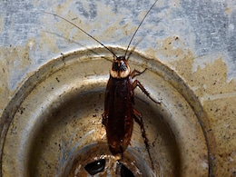 किचन सिंक में पड़ने वाले कीड़ों से इस तरह पाएं छुटकारा, इन टिप्स से सफाई करने पर भागेंगे Insects  किचन सिंक में पड़ने वाले कीड़ों से इस तरह पाएं छुटकारा, इन टिप्स से सफाई करने पर भागेंगे Insects