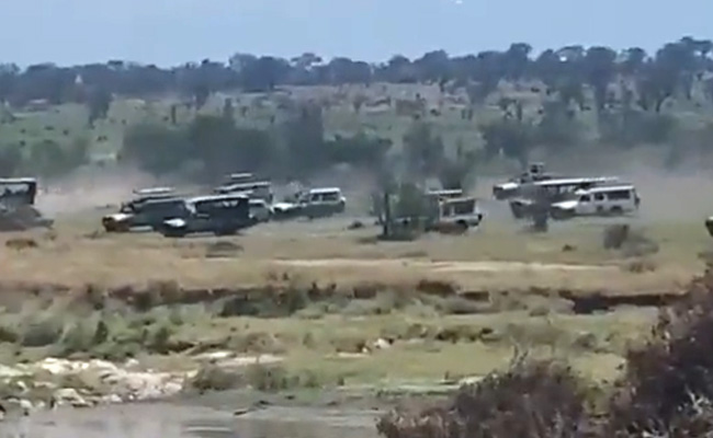 जंगली जानवरों को उन्हीं के घर पर कैसे परेशान कर रहा है पर्यटकों का हुजूम, VIDEO में देखें