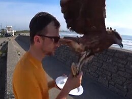 हाथ से सैंडविच छीनकर बाज़ हुआ फुर्र, कैमरे में कैद हो गई बाज की 'चोरी' हाथ से सैंडविच छीनकर बाज़ हुआ फुर्र, कैमरे में कैद हो गई बाज की 'चोरी'