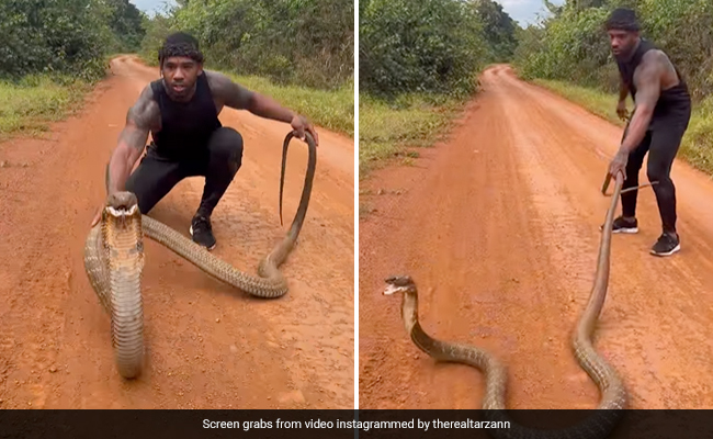 किंग कोबरा को पकड़ने की कोशिश कर रहा था शख्स, पकड़ते ही गुस्साकर हवा में उछल गया सांप और फिर...