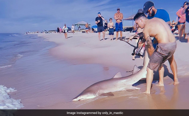 Video: Man Catches Shark With Bare Hands At New York Beach