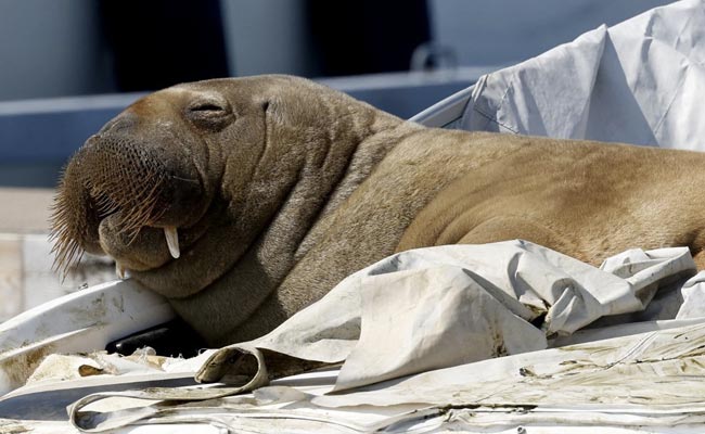 Walrus Spotted In France's Normandy Miles Away From Its Natural Habitat