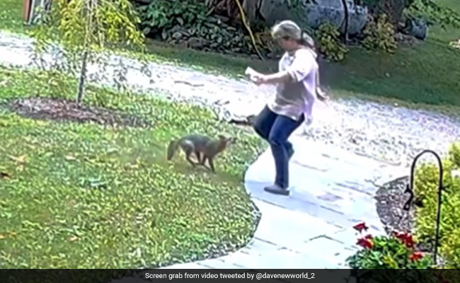 लोमड़ी ने महिला पर किया जानलेवा अटैक, पहले खूब नोची टांगे, चबाने लगी हाथ की उंगलियां, फिर जो हुआ...