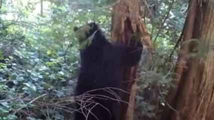 Bear vs Tree: See Who Wins