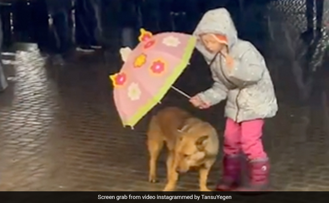 बारिश में भीग रहा था कुत्ता, तो छोटी बच्ची ने लगा दी अपनी छतरी, देखकर आप भी कहेंगे So Cute