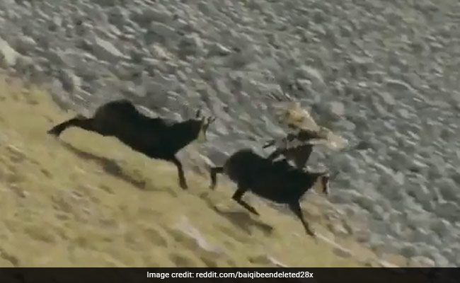 Viral Video Shows Mountain Goat Freeing Itself From Clutches Of Eagle