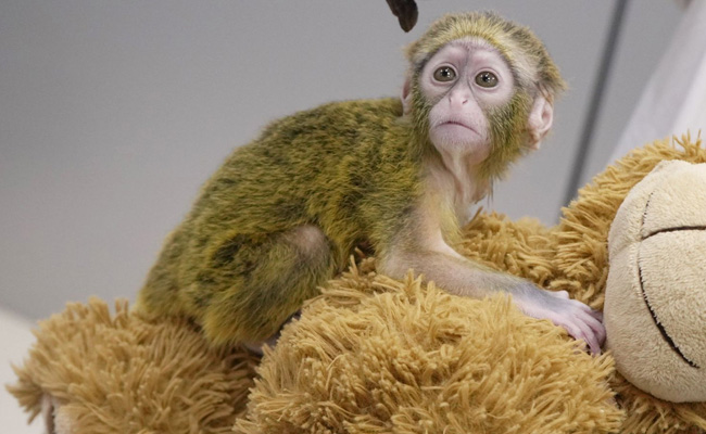 Monkey, Pythons, Tortoises: What Chennai Customs Found With Passenger